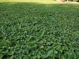 Texture of green grass leaves photo