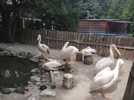 Beautiful birds pelicans in the zoo photo