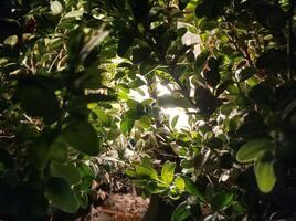 The light of a street lamp in the leaves of a decorative bush photo