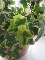 Home and garden concept of english ivy plant in pot on the balcony photo