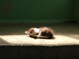 A small kitten is sleeping, and the sun shines on it through the window with a rectangular beam photo