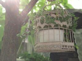 Street decor on a tree with a potted green plant in a vintage cage photo