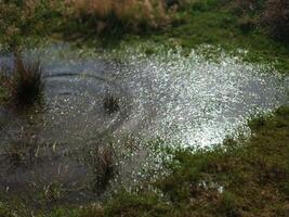 Water that flooded the grass or a small lake on a sunny summer day. Circles on the water from frogs photo