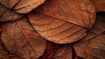 AI generated Close up of Fiber structure of dry leaves texture background. Cell patterns of Skeletons leaves, foliage branches, Leaf veins abstract of Autumn background for creative banner design photo