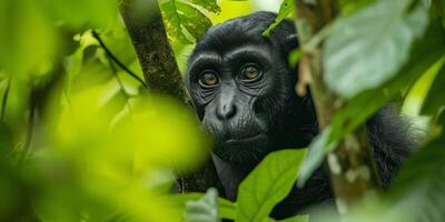 AI generated The breathtaking beauty of our Earth, from lush rainforests. Explore images that showcase the diversity of landscapes, emphasizing the need to conserve and cherish these natural wonders photo