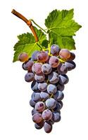 AI generated Ripe grapes with leaves isolated on white background photo