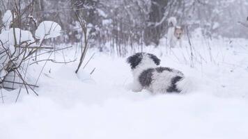 cute dog with blue collar walking in snow in the park. dogs playing hunting game video