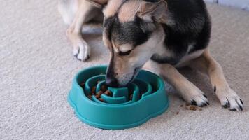 cachorro come seco Comida a partir de uma azul tigela para lento alimentando às casa , deitado em tapete video