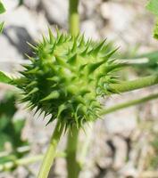 a close-up image of a green thorny plant seedling photo