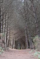 un excursionismo camino mediante el bosque rodeando marbella en andalucia foto