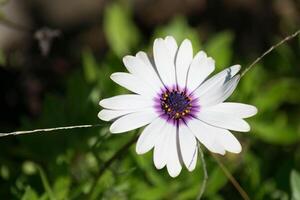 a single white flower in a mediterranean garden. photo