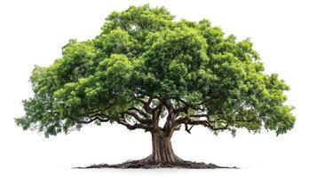 AI generated big tree isolate on white background photo