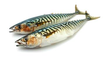AI generated mackerel slice or spotted mackerels isolated on white background ,Scomberomorus photo