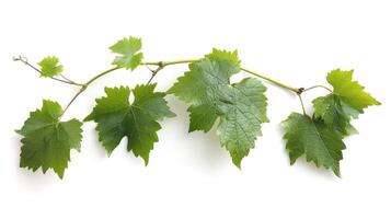 AI generated Grape leaf isolated. Young grape leaves with branch and tendrils on white background. Grape leaf collection on white. Full depth of field. photo