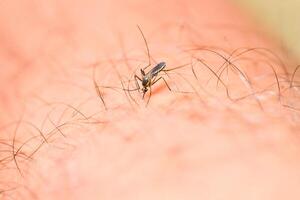 los mosquitos se alimentan de la sangre de la piel humana. Los mosquitos son portadores del dengue y la malaria. La fiebre del dengue es muy frecuente durante la temporada de lluvias. foto