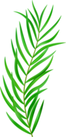 Jungle exotic leaf. tropical leaves png