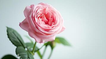 ai generado rosado Rosa flor en blanco antecedentes foto