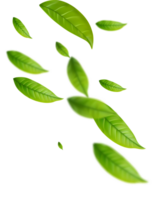 Realistic green tea leaves in motion png