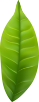 realistic green tea leaves png