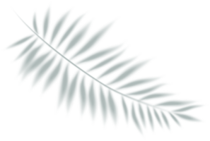 Palme Schatten Symbol png