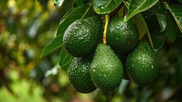 AI generated green Hass Avocados fruit hanging in the tree photo