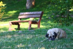 perro acostado en el suelo en el bosque foto