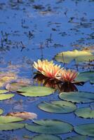 Colorful lotus flower above the lake. Nelumbo is a genus of aquatic plants with large, showy flowers. photo
