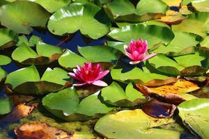 Colorful lotus flower above the lake. Nelumbo is a genus of aquatic plants with large, showy flowers. photo