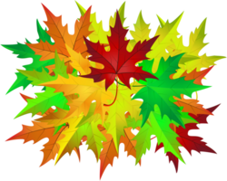 Autumn maple leaves png