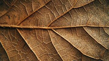 AI generated Close up of Fiber structure of dry leaves texture background. Cell patterns of Skeletons leaves photo