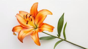 AI generated Blooming orange lily stem on white background photo
