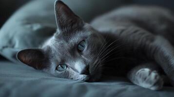 ai generado sereno ruso azul gato descansando adentro foto