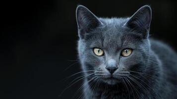 ai generado majestuoso ruso azul gato con intenso mirada foto