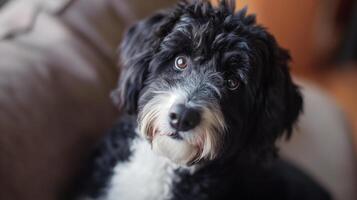 AI generated Sheepadoodle Puppy with Soulful Eyes Indoors photo