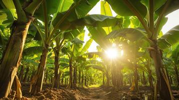 AI generated Banana tree plantation in nature with daylight photo