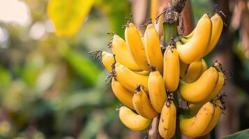 ai generado plátano árbol con manojo de creciente maduro amarillo plátanos, plantación selva antecedentes foto