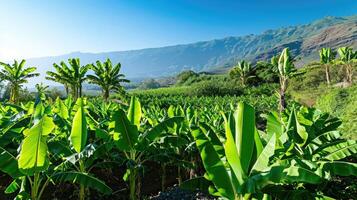 AI generated Lush farm field with thriving bananas and foliage, eco-friendly agriculture. Located in Tenerife, Canary Islands, open for tourists photo