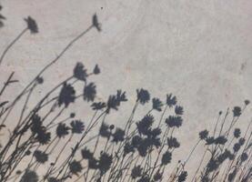 Flowers on concrete. Shadow gray background. photo