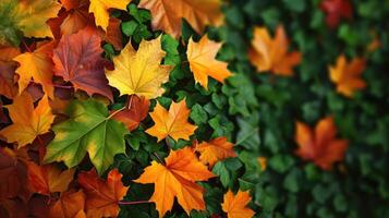 ai generado el antecedentes imagen ese es verde, el colores de el otoño hojas son perfecto, adecuado para estacional usar. foto