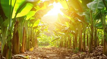 AI generated Banana tree plantation in nature with daylight photo