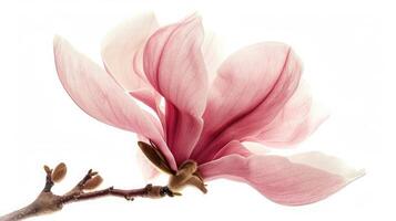 AI generated Pink magnolia flower isolated on white background with full depth of field photo