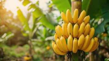 AI generated Banana tree with bunch of growing ripe yellow bananas, plantation rain-forest background photo