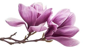 AI generated Purple magnolia flower, Magnolia felix isolated on white background photo