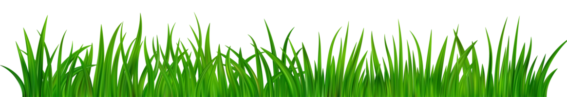 vert herbe Prairie frontière png