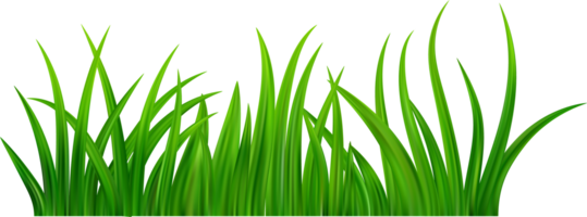 vert herbe Prairie frontière png