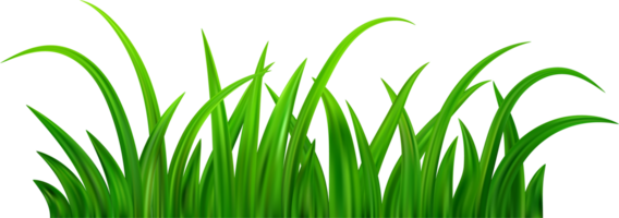 vert herbe Prairie frontière png