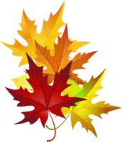 Autumn maple leaves png