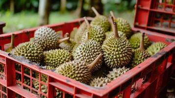 AI generated The harvested durians are cut and put in the red basket in the garden, product quality for export photo