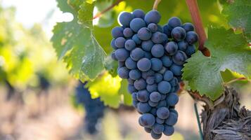 AI generated Single bunch of Shiraz grapes on vine photo