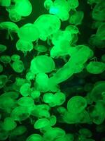 Glowing Green Jellyfish Swarm Underwater photo